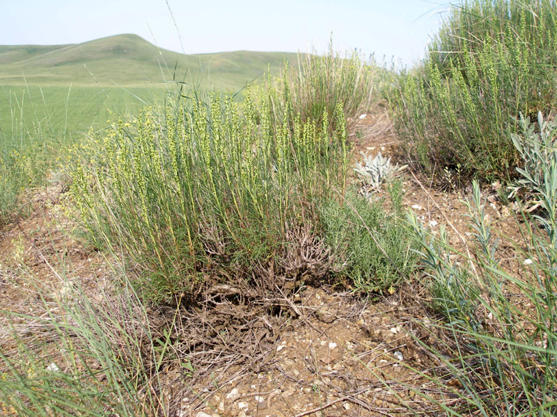 Image of Artemisia salsoloides specimen.