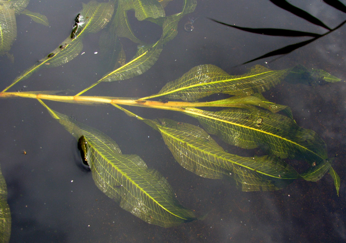 Image of Potamogeton lucens specimen.