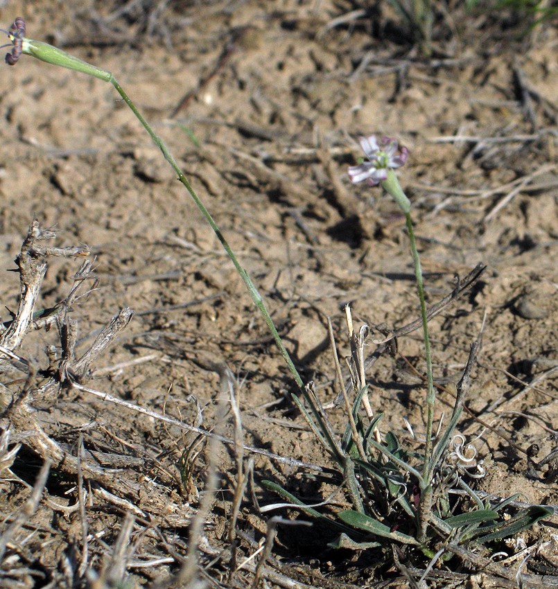 Изображение особи Silene claviformis.