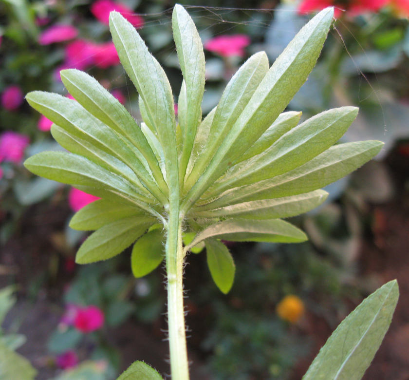 Image of Callistephus chinensis specimen.