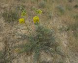 Astragalus finitimus