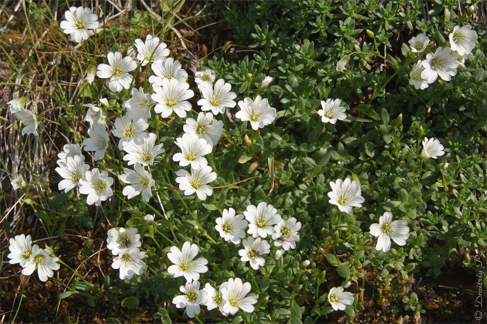 Изображение особи Cerastium alpinum.