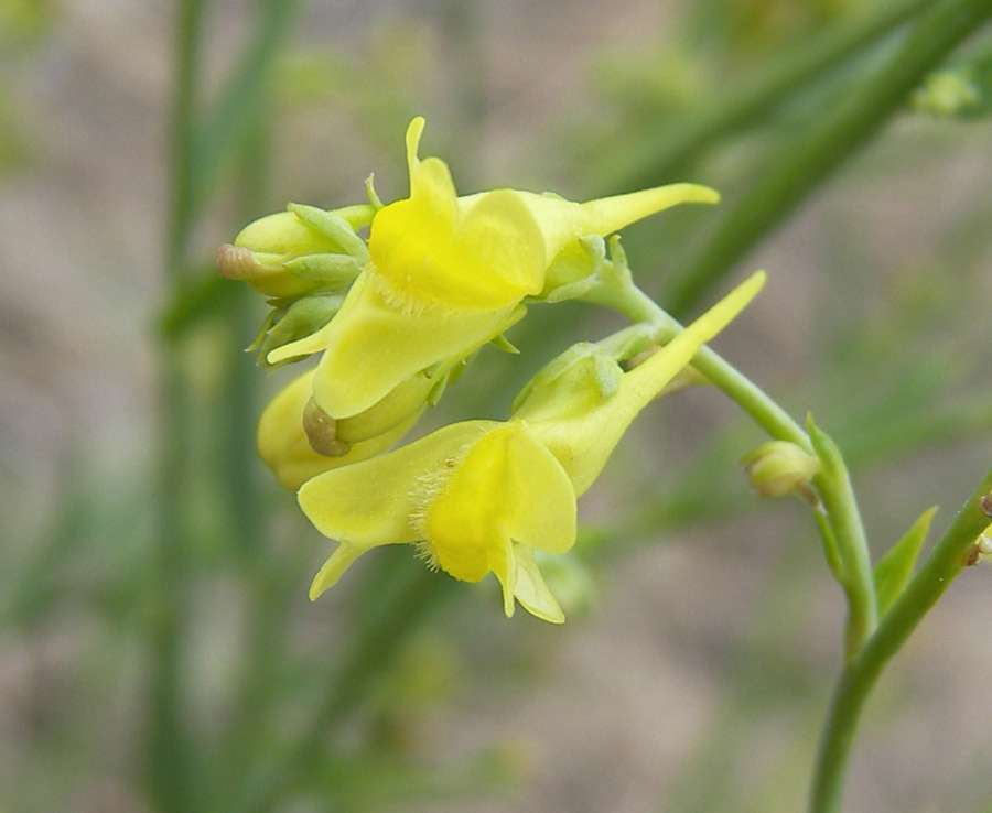 Изображение особи Linaria genistifolia.