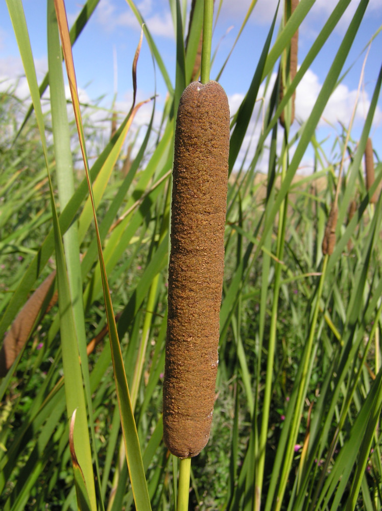 Image of Typha angustifolia specimen.