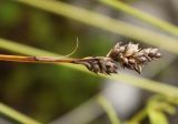 Carex brunnescens. Соплодие. Архангельская обл., Пинежский р-н, вырубка. 21.08.2011.