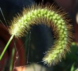 Setaria pumila