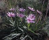Tragopogon ruber. Цветущее растение. Казахстан, Карагандинская обл., Жанааркинский р-н, горы Актау, каменистый склон. 16 мая 2010 г.