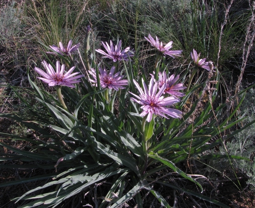 Image of Tragopogon ruber specimen.