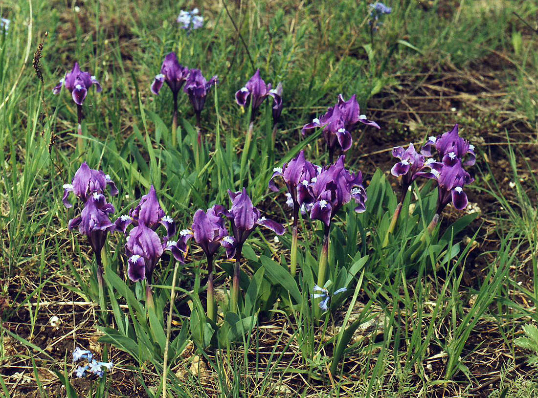 Image of Iris pumila specimen.