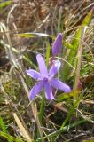 Scilla bifolia