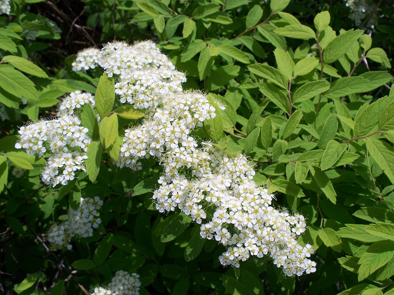 Изображение особи Spiraea sericea.