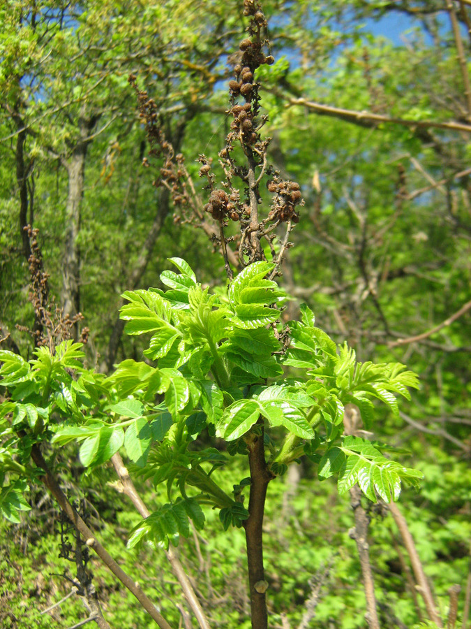 Image of Rhus coriaria specimen.