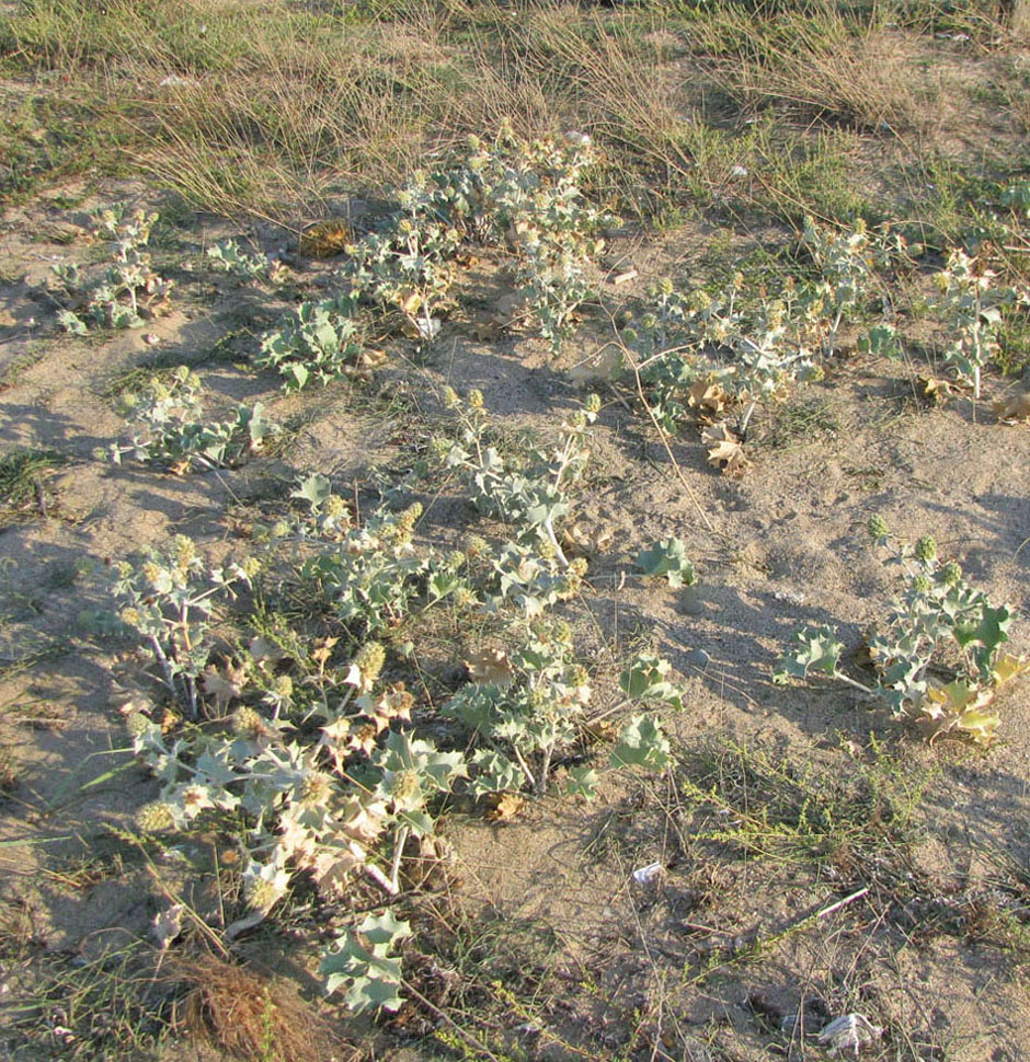 Image of Eryngium maritimum specimen.