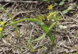 Gagea lowariensis