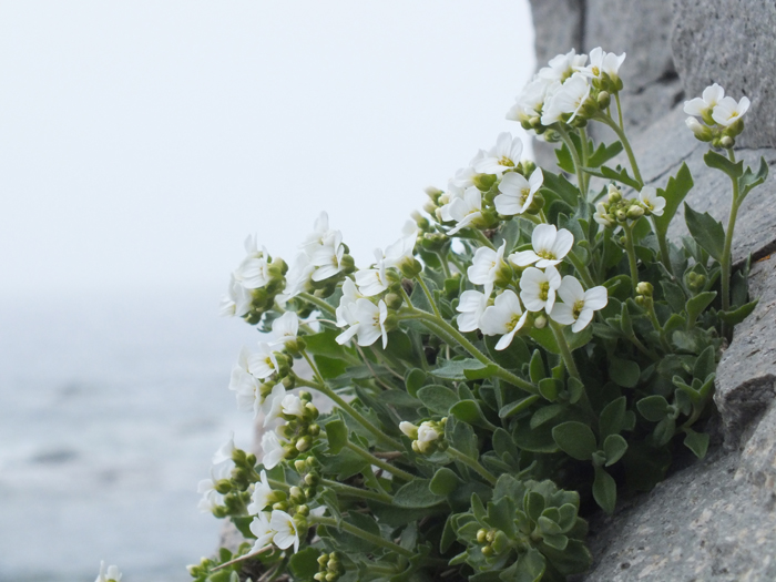 Image of Draba borealis specimen.