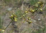 Aconogonon alpinum