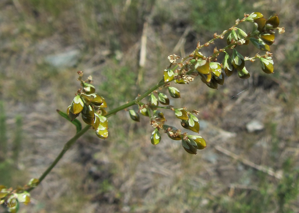 Изображение особи Aconogonon alpinum.