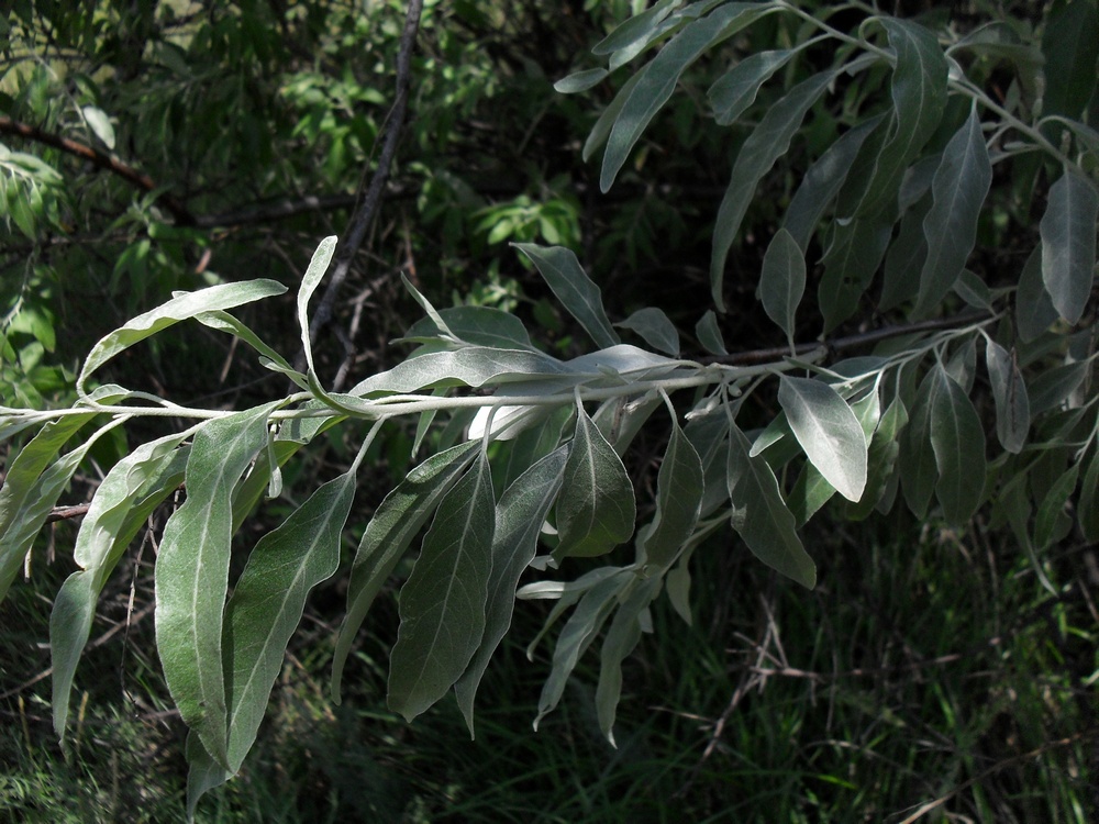 Изображение особи Elaeagnus angustifolia.