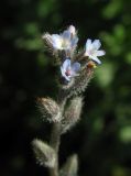 Myosotis micrantha