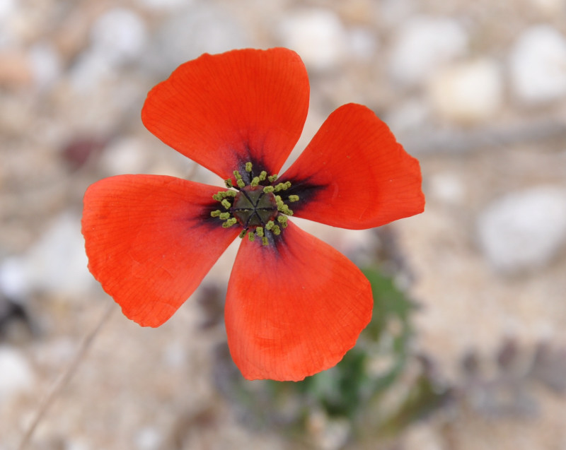 Изображение особи Papaver lecoqii.