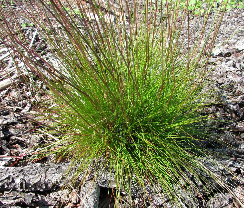 Image of Avenella flexuosa specimen.