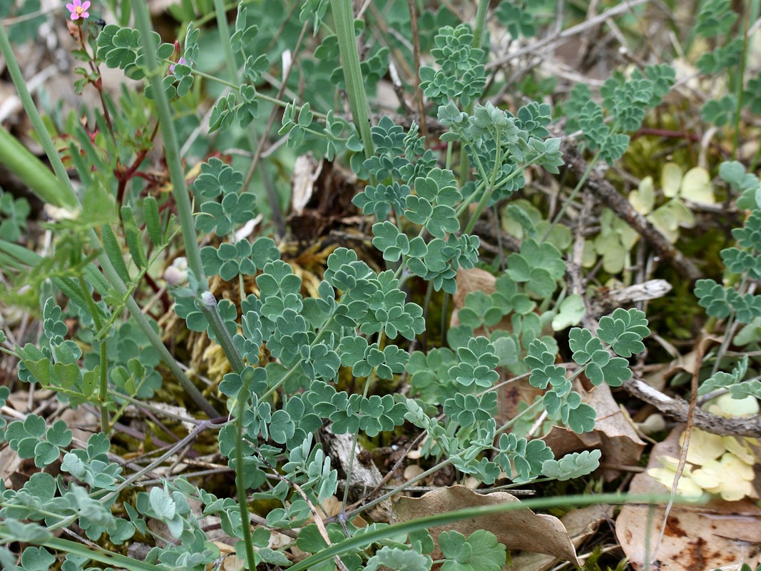 Image of Thalictrum tuberosum specimen.
