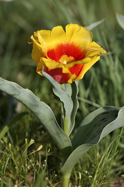Image of Tulipa greigii specimen.