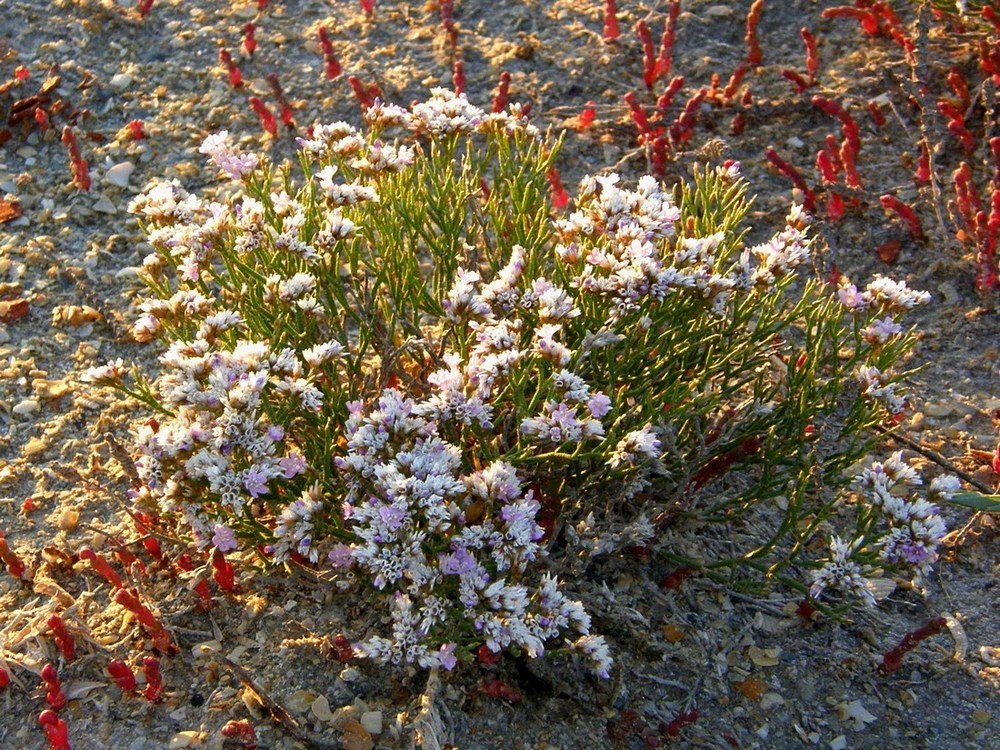 Image of Limonium caspium specimen.