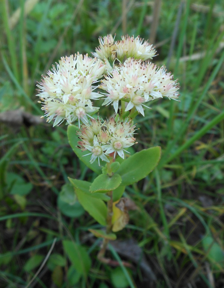 Изображение особи Hylotelephium pallescens.