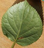 Hydrangea petiolaris. Обратная сторона листовой пластинки. Германия, г. Кемпен, в школе. 16.08.2012.