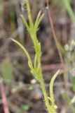 Papaver lecoqii