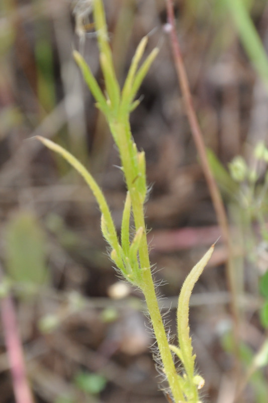 Image of Papaver lecoqii specimen.