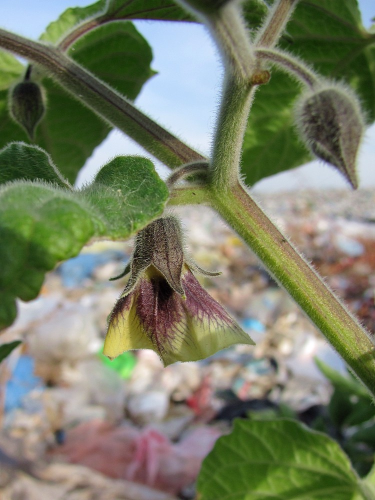 Image of Physalis peruviana specimen.