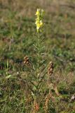 Linaria ruthenica. Плодоносящее и повторно цветущее растение. Крым, предгорья, залежь в окр. с. Терновка. 11 ноября 2012 г.