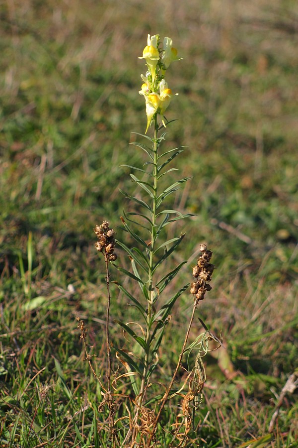 Изображение особи Linaria ruthenica.