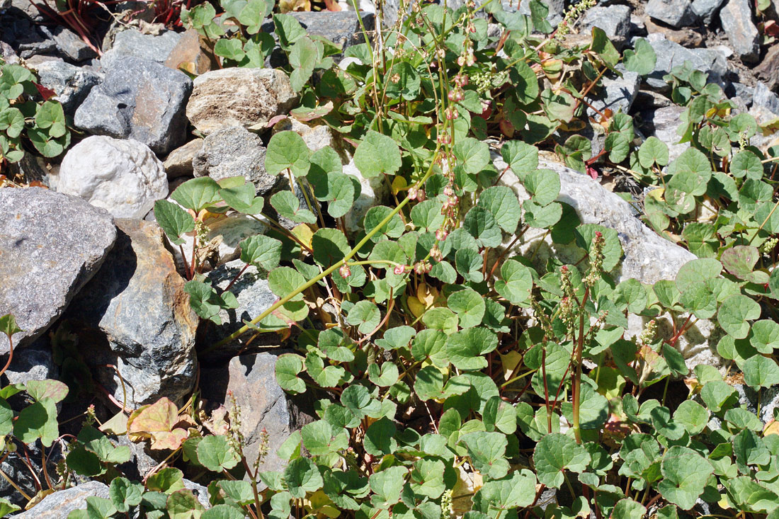 Image of Oxyria digyna specimen.