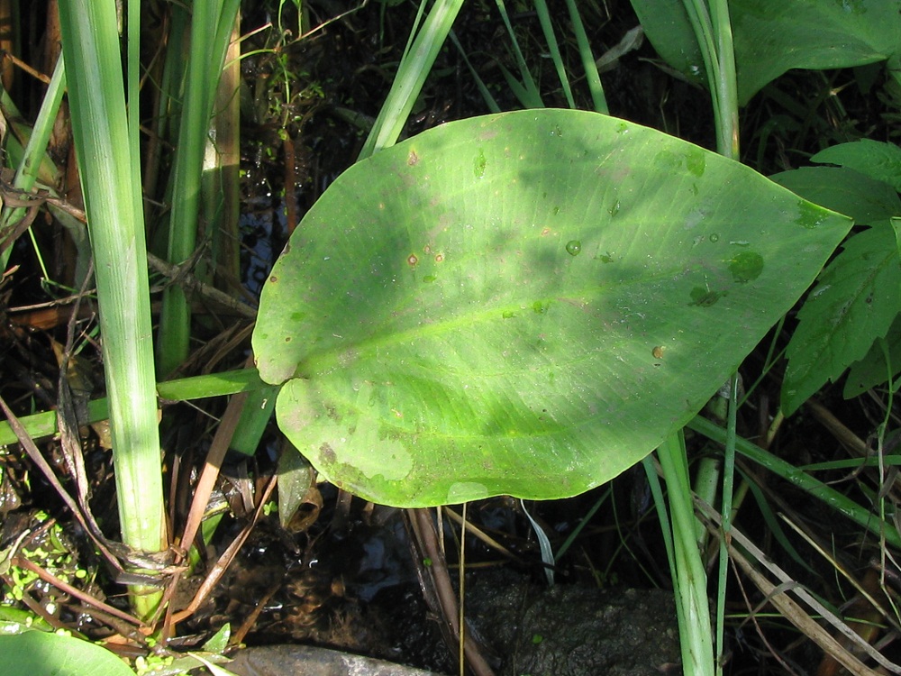 Изображение особи Alisma plantago-aquatica.