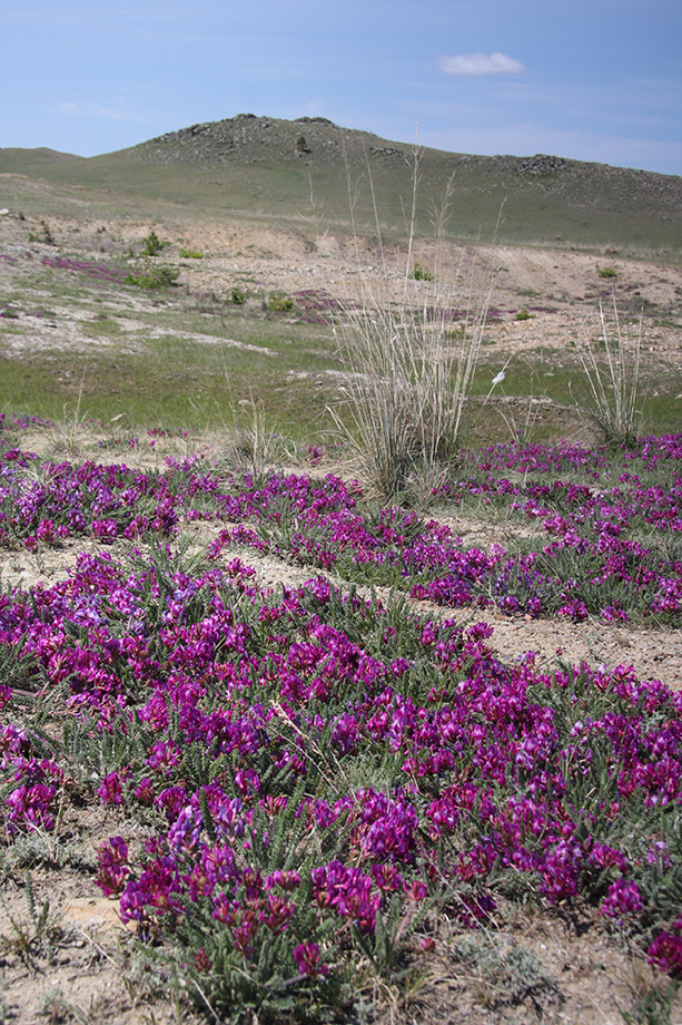 Image of Oxytropis microphylla specimen.