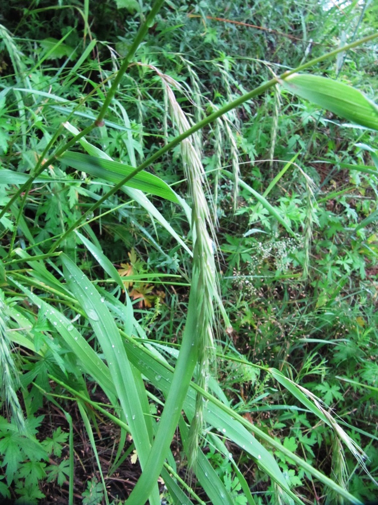 Изображение особи Elymus sibiricus.