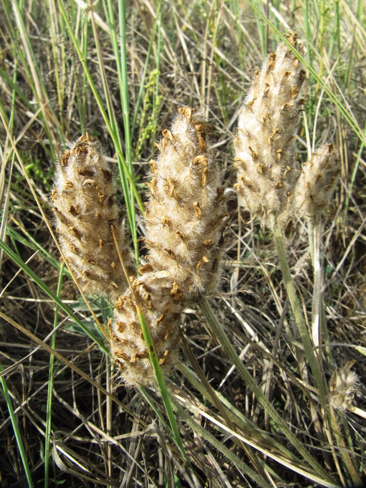Image of Astragalus lupulinus specimen.