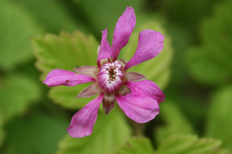 Изображение особи Rubus arcticus.