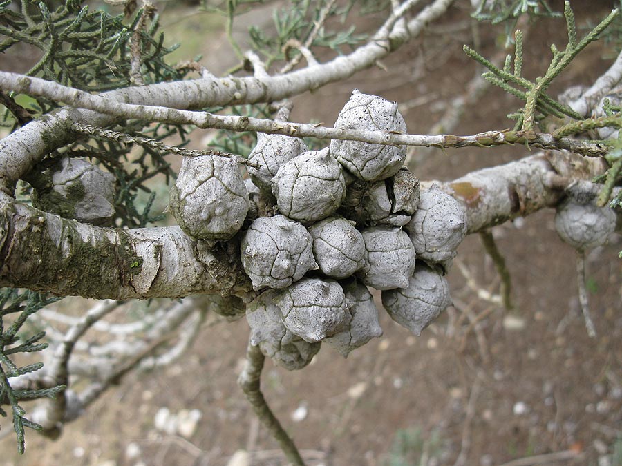 Image of Cupressus arizonica specimen.