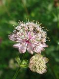 Astrantia major. Распустившееся и нераспустившееся соцветия. Львовская обл., Бориславский горсовет, пгт Сходница. 11.08.2012.