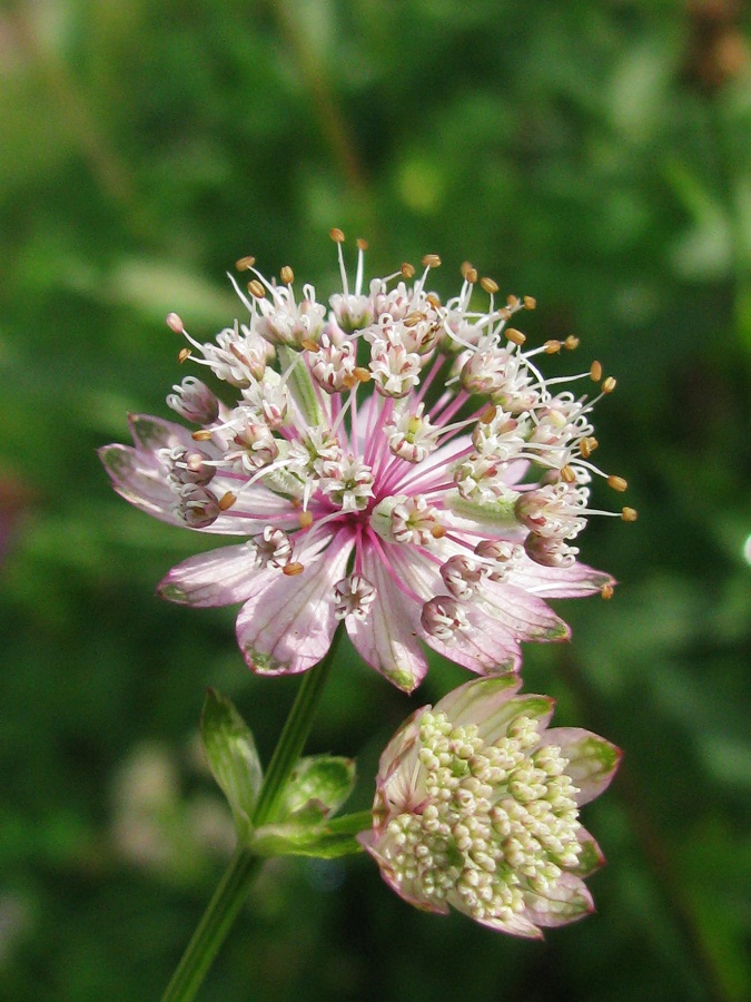 Изображение особи Astrantia major.