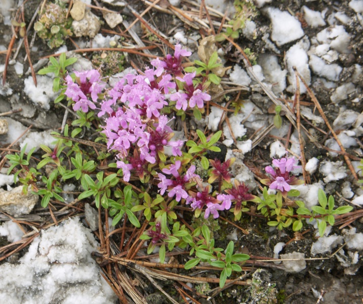 Image of Thymus uralensis specimen.