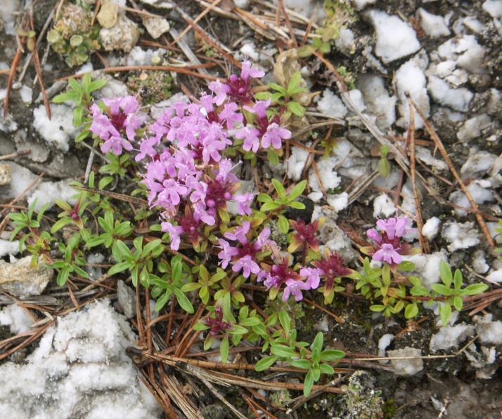 Изображение особи Thymus uralensis.