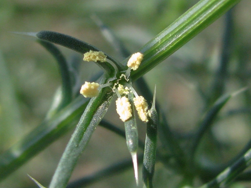 Изображение особи Salsola tragus.