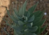 Fritillaria persica