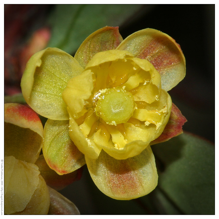 Image of Berberis thunbergii specimen.