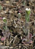 Arabis auriculata. Цветущие растения. Крым, Карадагский заповедник, биостанция, выбитый участок. 6 апреля 2013 г.